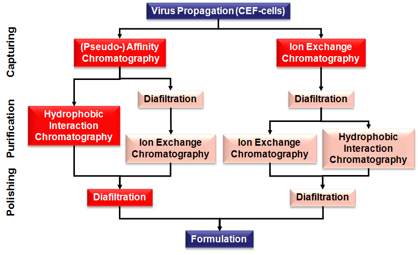 <em>Fig.3. Options for downstream processing in smallpox vaccine manufacturing </em>