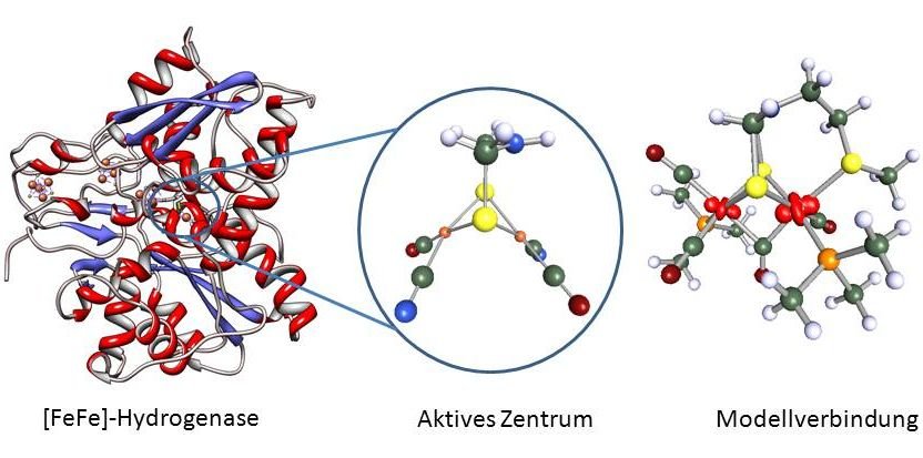 Die Grafik zeigt links das Protein, in der Mitte Details seines aktiven Zentrums und rechts die von Chemikern nachempfundene Verbindung als Molekül