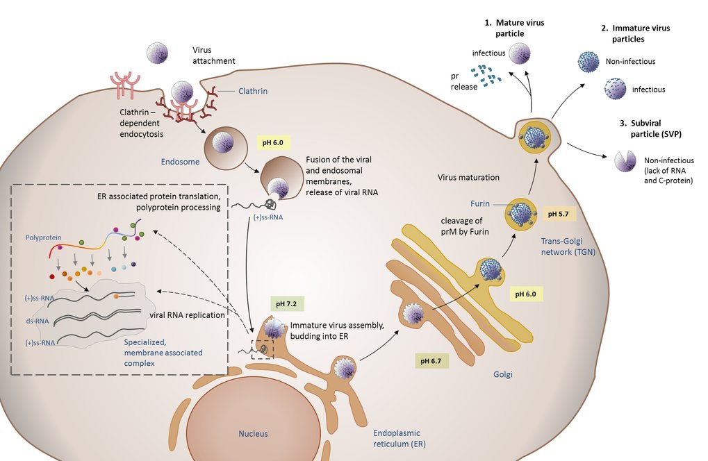 © MPI Magdeburg (BPE) <p><em>Yellow fever virus replication cycle.</em></p>