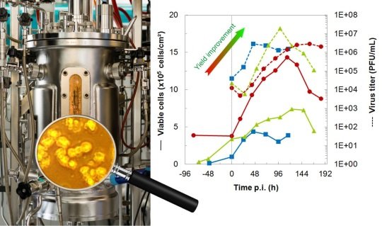 <em>(Left Figure) Stirred tank bioreactor with suspension cells at 5 L scale. (Right Figure) Cell growth dynamics and Yellow Fever Virus yields of three different adherent cell lines to identify the best cell substrate for vaccine manufacturing.</em>