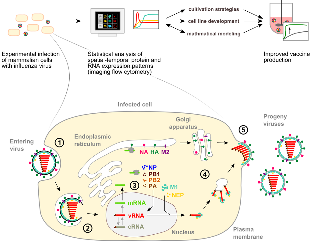 Imaging of Influenza Virus Replication Max Planck Institute for