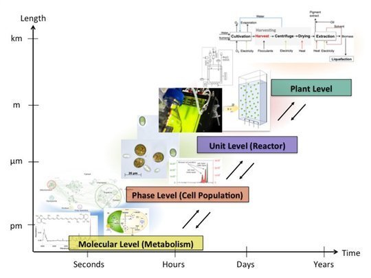 <p class="MPIBildunterschrift"><strong>Figure 1:</strong> Multi-scale representation of an algal-based production system. The different length and time scales can be associated to the molecular, phase, process unit and plant level.</p>