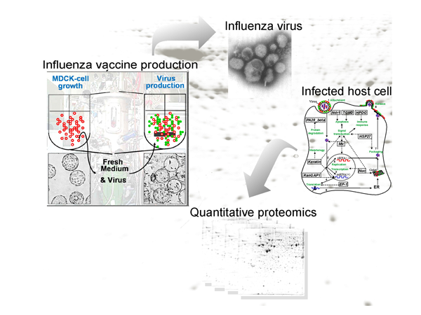<small><b>Figure 1:</b> Qualitative and quantitative proteomic profiling is used to get basic insights into cellular pathways involved in influenza virus replication in cell lines used for vaccine production on the proteome level.</small>