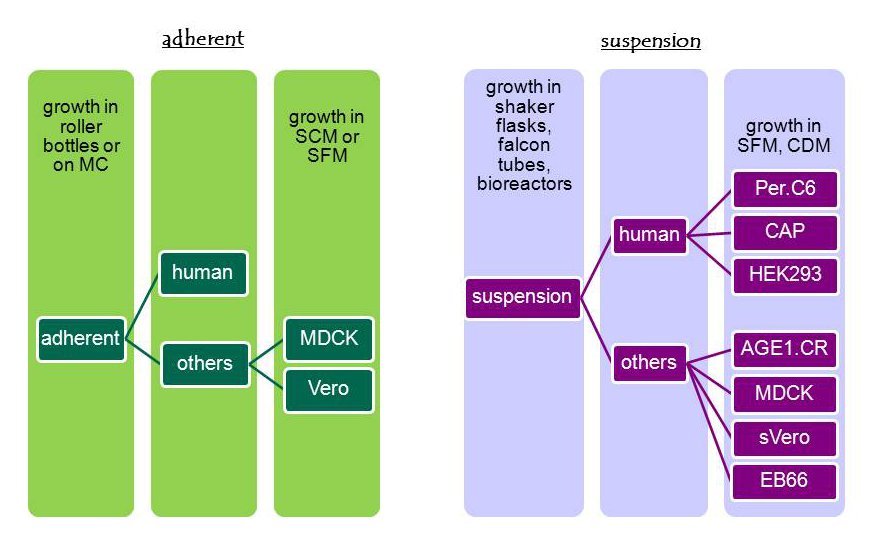 <em>Fig. 2: Possible host cells for influenza virus production.</em>