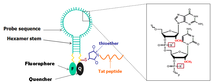 <p>Figure 1. Schematic representation of the nuclease-resistant MB-Tat. The phosphodiester bond is modified by replacing non-bridging oxygen with sulfur and the 2′-sugar deoxy with 2′-O-methyl group. The thiol group at the quencher end reacts with a maleimide group placed at the N terminus of the Tat-peptide to yield a chemically stable thioether bond.</p>