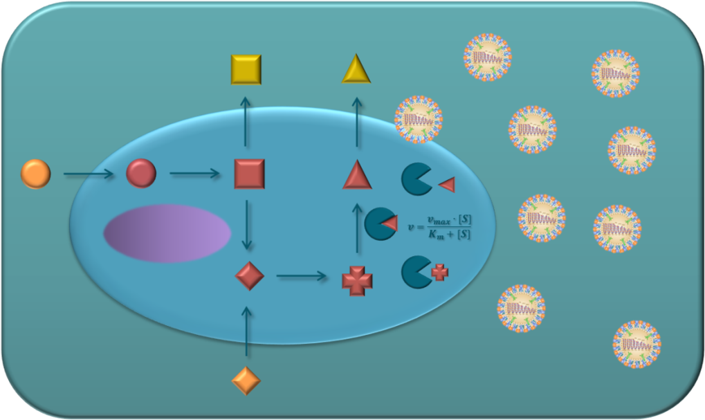 <em><strong>Figure:</strong> Extracellular (orange and yellow) and intracellular (red) metabolites comprise together with enzymes the metabolic cell network.</em>