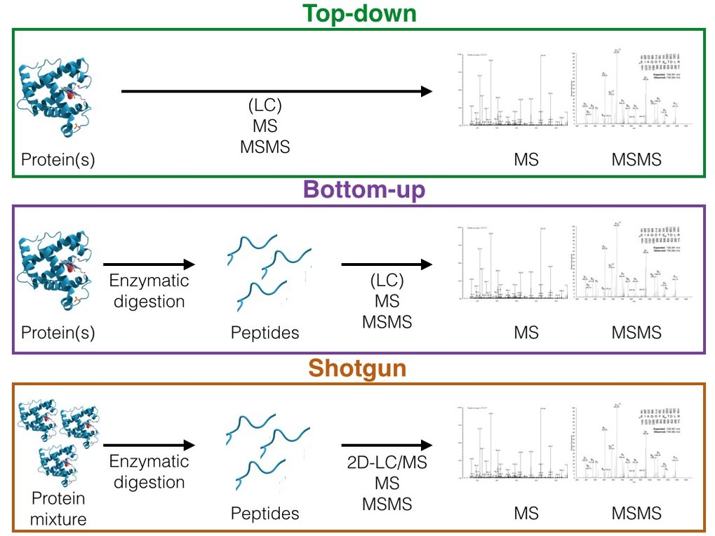 <em>Figure 1. Different analytical strategies in proteomics.</em>