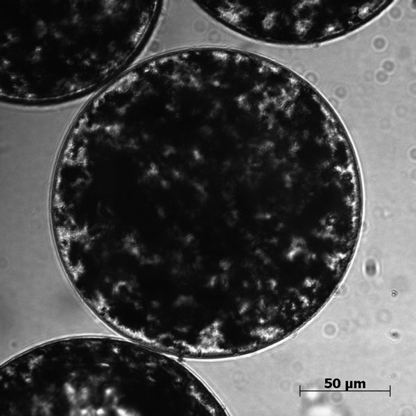 Figure 1. Magnetic sulfated cellulose particles (MSCP)