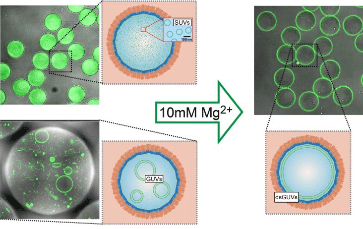 Winzige Lipidvesikel (links: SUVs, GUVs; grün) verschmelzen in einem Polymertröpfchen (orange, dunkelblau) nach der Zugabe von Magnesium zu einer einzigen durchgängigen Lipidschicht an der Innenseite des Tröpfchens (rechts).