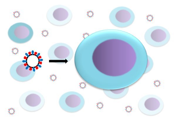 Investigation of the Influenza Virus Replication on the Single Cell Level