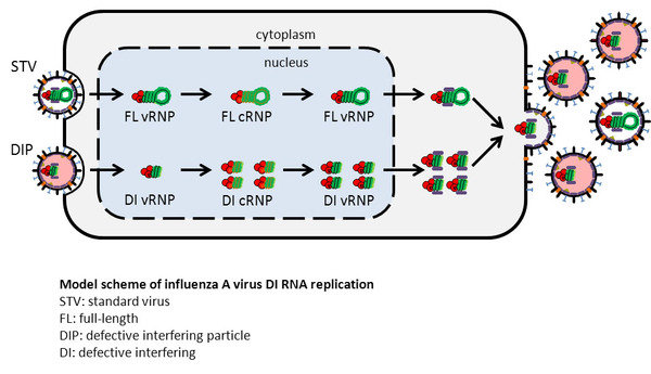 Impact of Influenza A Virus Defective Interfering Particles on Cell Culture-Based Vaccine Production