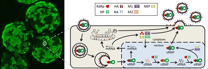 Modeling the Dynamics of Influenza Virus Replication in Mammalian Cells 