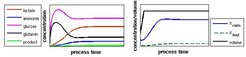Figure 2: Simulation of continuous cultivation experiments
