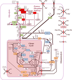 Figure 3: Metabolic fluxes of a MDCK cell
