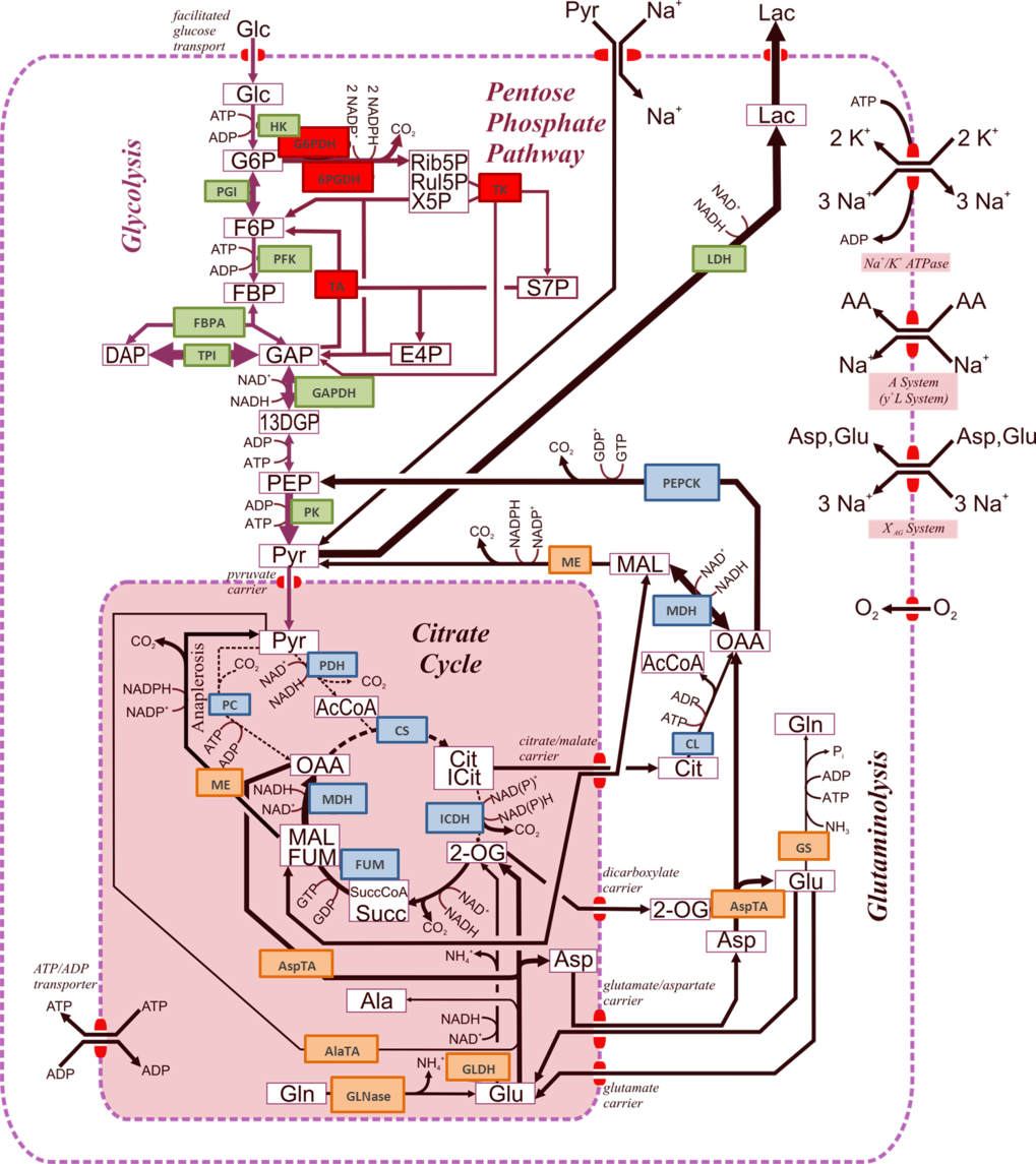 Figure 3: Metabolic fluxes of a MDCK cell