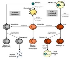 Fig 1. Basic model of human adaptive immunity. MHC – major histocompatibility complex, CTL – cytotoxic T lymphocytes
