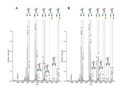 MALDI-TOF-MS spectra of tryptic IgG Fc N-glycopeptides co-crystallized with DHB (Figure A) or Cl-CCA (Figure B) and measured in reflectron-negative ion mode. Profiling of IgG Fc N-glycopeptides was performed after 96-well format cellulose-HILIC purification. Dashed arrows, IgG2 glycopeptides; solid arrows, IgG1 glycopeptides; blue square, N-acetylglucosamine; red triangle, fucose; green circle, mannose; yellow circle, galactose; purple diamond, N-acetylneuraminic acid. *, in-source fragment.