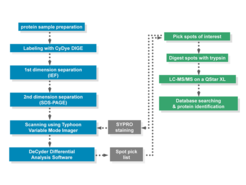 Figure A: Process scheme for differential protein abundance analysis and protein identification, using the 2D-DIGE system and nanoHPLC-MS/MS