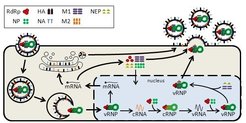Influenza virus replication cycle (S. Heldt et al. submitted to PLoS Computational Biology)