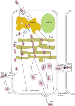 Vaccinia virus replication cycle.