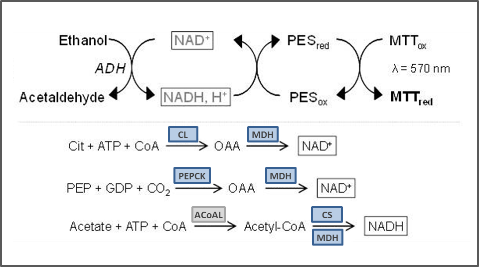 Fig. 1 Principle of stopped assays for the determination of enzyme activities. The product of the reaction is determined in the respective cycling assay. Here, NAD+-cycling.