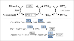 Fig. 1 Principle of stopped assays for the determination of enzyme activities. The product of the reaction is determined in the respective cycling assay. Here, NAD+-cycling.