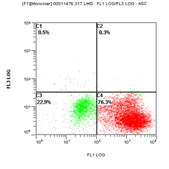 Dot plot of a two color staining (apoptosis and infection status) of influenza infected MDCK cells. Ordinate: TUNEL fluorescence, abscissa: virus protein fluorescence