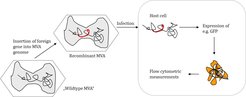 Scheme of production and application of recombinant MVA for infection studies.