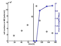 Figure 1.1: High-density cultures of MDCK cells using repeated fed-batch mode: (o) number of cells on microcarriers (MC), (◘) HA virus titre; vertical line at 96 h: ▬ infection