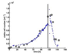 Figure 2: Growth of MDCK cells in serum containing medium (GMEM, 5 L wv, 2 g/L MC). Viable cell numbers for cultivation and infection: (□) experimental cell number (trypan blue dye); (●) estimated viable cell number using online data of oxygen uptake rate; vertical line at 116 h ▬ infection