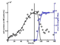 Figure 3: Growth of MDCK cells in serum containing medium (GMEM, 5 L wv, 2 g/L MC). Viable cell numbers (o) data, (─) simulation; HA virus titre (◘) data, (─) simulation; vertical line at 96 h: ▬ infection