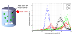 Figure 1: Bioreactor and temporal evolution of the cell distribution with respect to the fluorescence units (FU) of the viral nucleoprotein (NP) for an infection with influenza A (PR8).