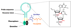 Figure 1. Schematic representation of the nuclease-resistant MB-Tat. The phosphodiester bond is modified by replacing non-bridging oxygen with sulfur and the 2′-sugar deoxy with 2′-O-methyl group. The thiol group at the quencher end reacts with a maleimide group placed at the N terminus of the Tat-peptide to yield a chemically stable thioether bond.