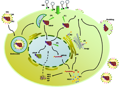 Figure 2. Schematic diagram of the IAV life cycle and detection of viral replication by introducing MBs and mAbs. MBs report the presence of the IAV by forming the fluorescent hybrids with vRNAs during the course of viral reproduction, such as: (A) the release of vRNPs into the cytoplasm, (B) RNA replication in the nucleus, and (C) the nucleus export of the newly-synthesized vRNPs. The vRNP binding activities of the matrix proteins and the M1-M2 interactions are shown by immunofluorescent staining with mAbs against M1 (D) or M2 (E). ER, endoplasmic reticulum.
