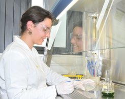 Eine Schülerin streicht in einem Labor des Max-Planck-Instituts Magdeburg Mikroalgen auf eine Petrischale