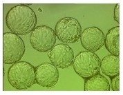 Tierische Zellen (Fibroblasten) auf Microcarriern
