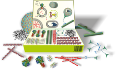 Biology based on the toolbox principle: The scientists from nine Max Planck Institutes and Friedrich-Alexander-Universität use inanimate biochemical components to construct cell-like structures and, ultimately, artificial cells. In doing so, they aim not only to create the basis for various biotechnology applications, but also to understand the basic principles of life and its emergence.