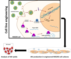 Figure 1: Scheme of cell line engineering. Human HEK293 cells are genetically modified using lentiviral vectors which integrate into the genome of the cell to achieve a stable expression of short hairpin RNAs (shRNAs). The shRNA is processed by the cellular enzyme Dicer and subsequently integrated into the RISC complex in which single-stranded RNAs lead to the binding and degradation of complementary mRNAs. After the knockdown of the expression of cellular genes, the genetically modified cells are infected with influenza A virus and virus titers are determined by hemagglutination (HA) assay.