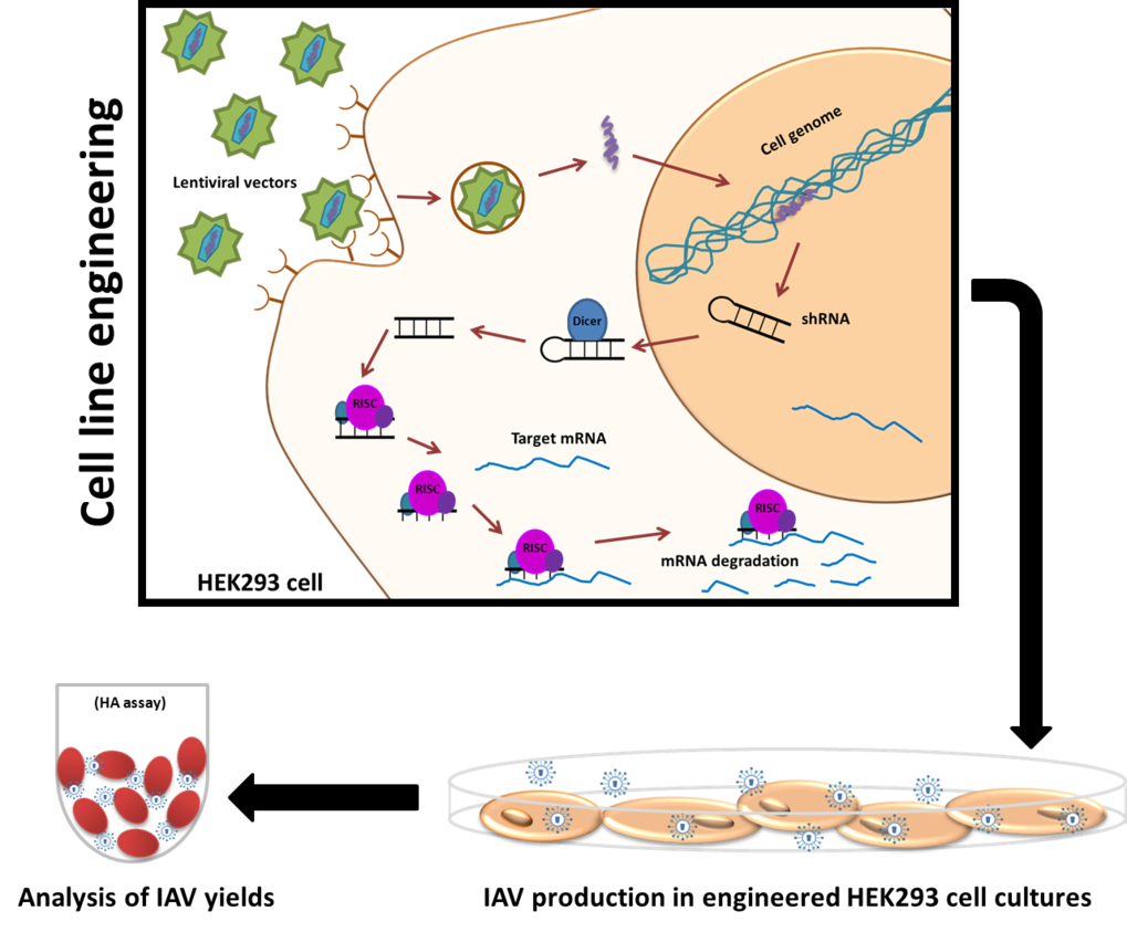 Figure 1: Scheme of cell line engineering. Human HEK293 cells are genetically modified using lentiviral vectors which integrate into the genome of the cell to achieve a stable expression of short hairpin RNAs (shRNAs). The shRNA is processed by the cellular enzyme Dicer and subsequently integrated into the RISC complex in which single-stranded RNAs lead to the binding and degradation of complementary mRNAs. After the knockdown of the expression of cellular genes, the genetically modified cells are infected with influenza A virus and virus titers are determined by hemagglutination (HA) assay.