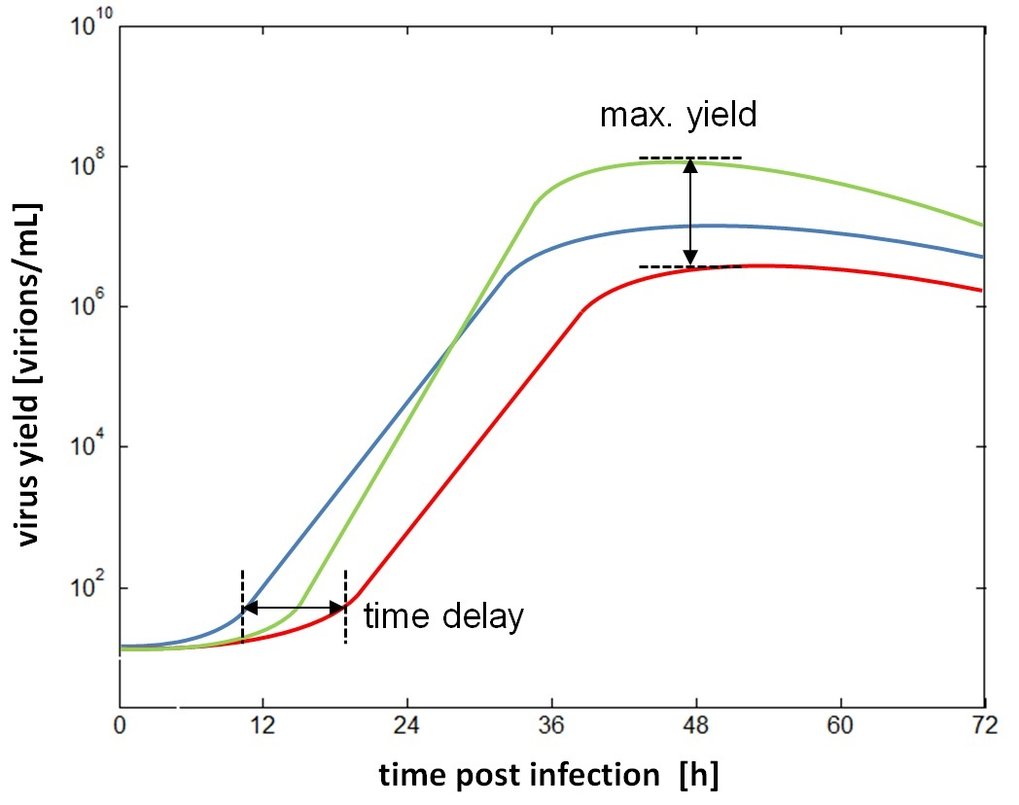 Variability of maximum virus yield and the time delay before cells start to release considerable amounts of progeny virus particles.