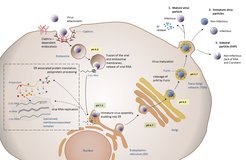 Yellow fever virus replication cycle.
