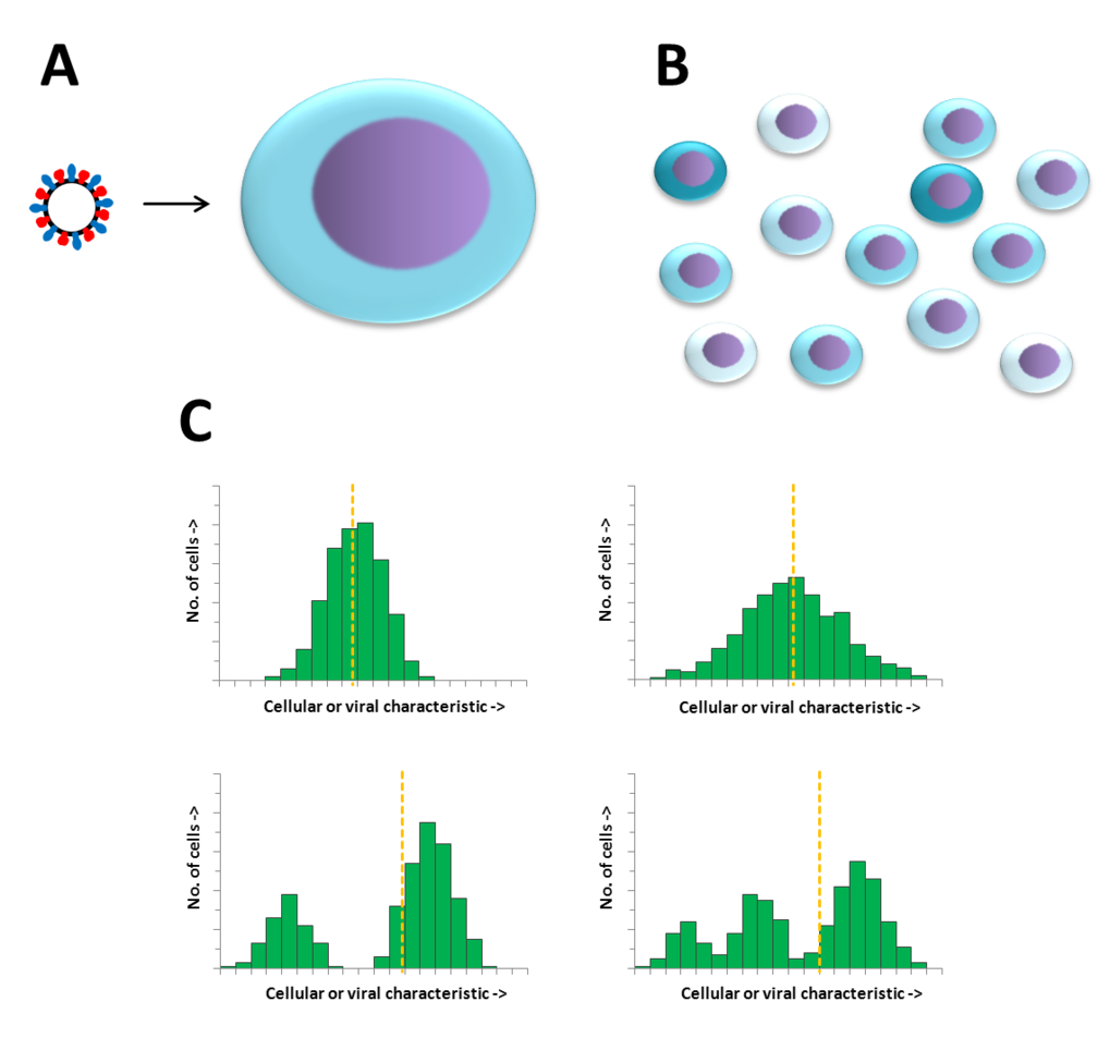 Figure: Single Cell Analysis. Due to the heterogeneity existent in cellular and viral populations, the infection of a single cell with a single virus particle (A) leads to significant differences in outcome of virus infections among single infected cells (B). Measuring cell populations yields solely averaged cellular or viral-derived characteristics, masking how these characteristics are distributed (C). Thus, the analysis of single cells allows the characterization of various cellular events or even the detection of rare subpopulations, which can have a profound impact in the long-term behavior of a population.
