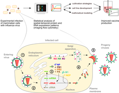 Figure 1: Image analysis of influenza virus replication in animal cells to improve vaccine production.
To identify limitations of influenza vaccine production in animal cell cultures, we investigate influenza virus replication at the cellular and the molecular level. Influenza virus replication occurs in the following regulated steps (1) virus uptake into the cell, (2) virus uncoating and release of the viral genome (vRNA), (3) viral protein synthesis and vRNA replication (4) transport of viral proteins and vRNA to the plasma membrane, and (5) virus assembly and release from the cell surface. The efficiency of influenza virus production largely depends on the capacity of the host cell to support viral replication. Therefore, we analyze the temporal-spatial expression and distribution of host cell and viral components to identify replication patterns and dynamics in highly productive cells. The results will contribute to the design of high-yield cell lines and cultivation strategies for influenza vaccine production.
Abbreviations: cRNA, complementary RNA; HA, hemagglutinin; M1, matrix protein 1; M2, matrix protein 2; mRNA, messenger RNA; NA, neuraminidase; NP, nucleoprotein; NEP, nuclear export protein; PA, RNA polymerase subunit (acidic); PB1, RNA polymerase subunit 1 (basic); PB2, polymerase subunit 2 (basic); vRNA, viral RNA (genome)