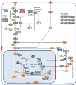 Fig. 2 Reaction network of the central carbon metabolism of adherent MDCK cells. Measured metabolites are highlighted in grey (Modified from Wahl et. al., 2008).