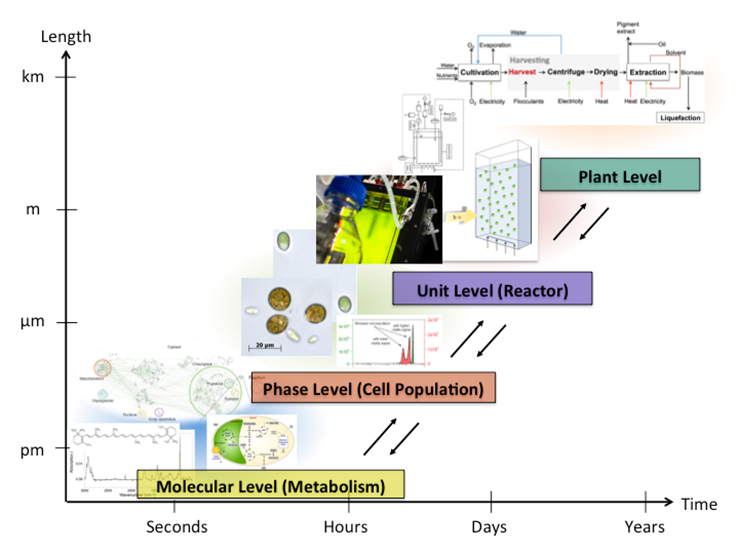 Figure 1: Multi-scale representation of an algal-based production system. The different length and time scales can be associated to the molecular, phase, process unit and plant level.