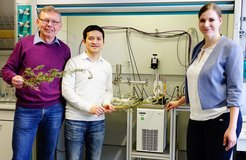 Das Magdeburger Wissenschaftlerteam (v.l.n.r.) mit Prof. Dr.-Ing. Andreas Seidel-Morgenstern, Giang Truong Vu und Susann Triemer vor der Magdeburger Anlage zur Artemisininsynthese und getrockneten Pflanzen der Artemisia annua.