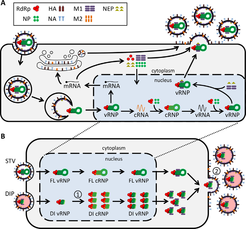Figure 1 Influenza A virus replication in the presence of defective interfering particles (DIPs). (A) Scheme of the intracellular viral life cycle in the absence of DI RNAs. (B) Schematic depiction, which accounts for the replication of DI RNAs, which have an advantage in cRNA synthesis compared to full length (FL) RNAs (1), which leads to their preferential release (2). HA — haemagglutinin, M1 — matrix protein 1, M2 — matrix protein 2, NA — neuraminidase, NEP — nuclear export protein, NP — nucleoprotein, RdRp — RNA-dependent RNA polymerase, STV — standard virus. (Laske, Heldt, et al., 2016).