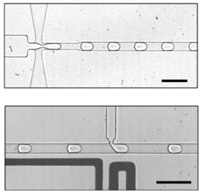 Cells made from water in oil: Using microfluidics technology, a Franco-German research team first generates tiny droplets (top) into which the components of a simple metabolism are then injected (bottom). The bar corresponds to 100 micrometers.