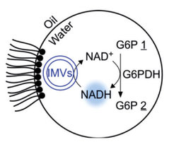 Ein rudimentärer Metabolismus: In einem Wassertropfen, der durch ein Tensid in Öl stabilisiert wird oxidiert Glucosephosphat-Dehydrogenase (G6PDH) Glucosephosphat (G6P 1) zu einem Lacton (G6P 2). Angetrieben wird die Reaktion durch die Umwandlung von NAD+ zu NADH, das anschließend recycelt wird.