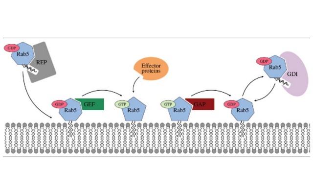 Peripheral Membrane Proteins